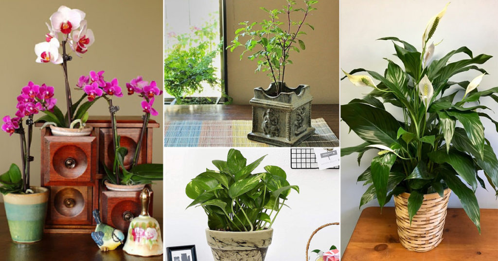 https://sandeepbhargava.com/wp-content/uploads/2022/04/14-Best-Vastu-Plants-For-Home-in-India2-1024x538-1.jpg